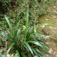 Dianella ensifolia (L.) Redouté